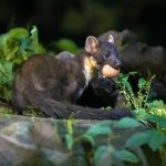 Máte kunu na povale? Takto ju odplašíte